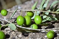 Rund um die Olive - Öl, Oliven, Tapenaden